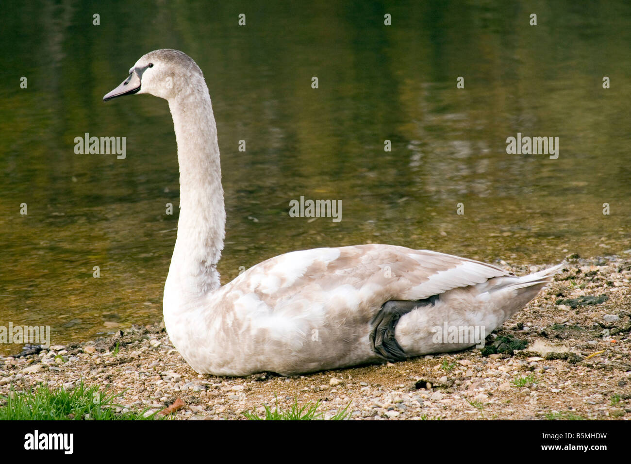 Schöne junge Schwan am Fluss. Stockfoto