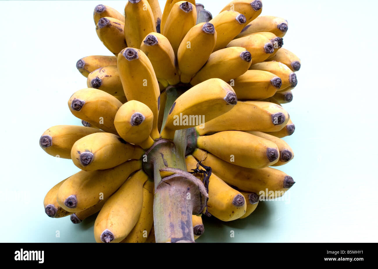 Bio-Bananen Stockfoto
