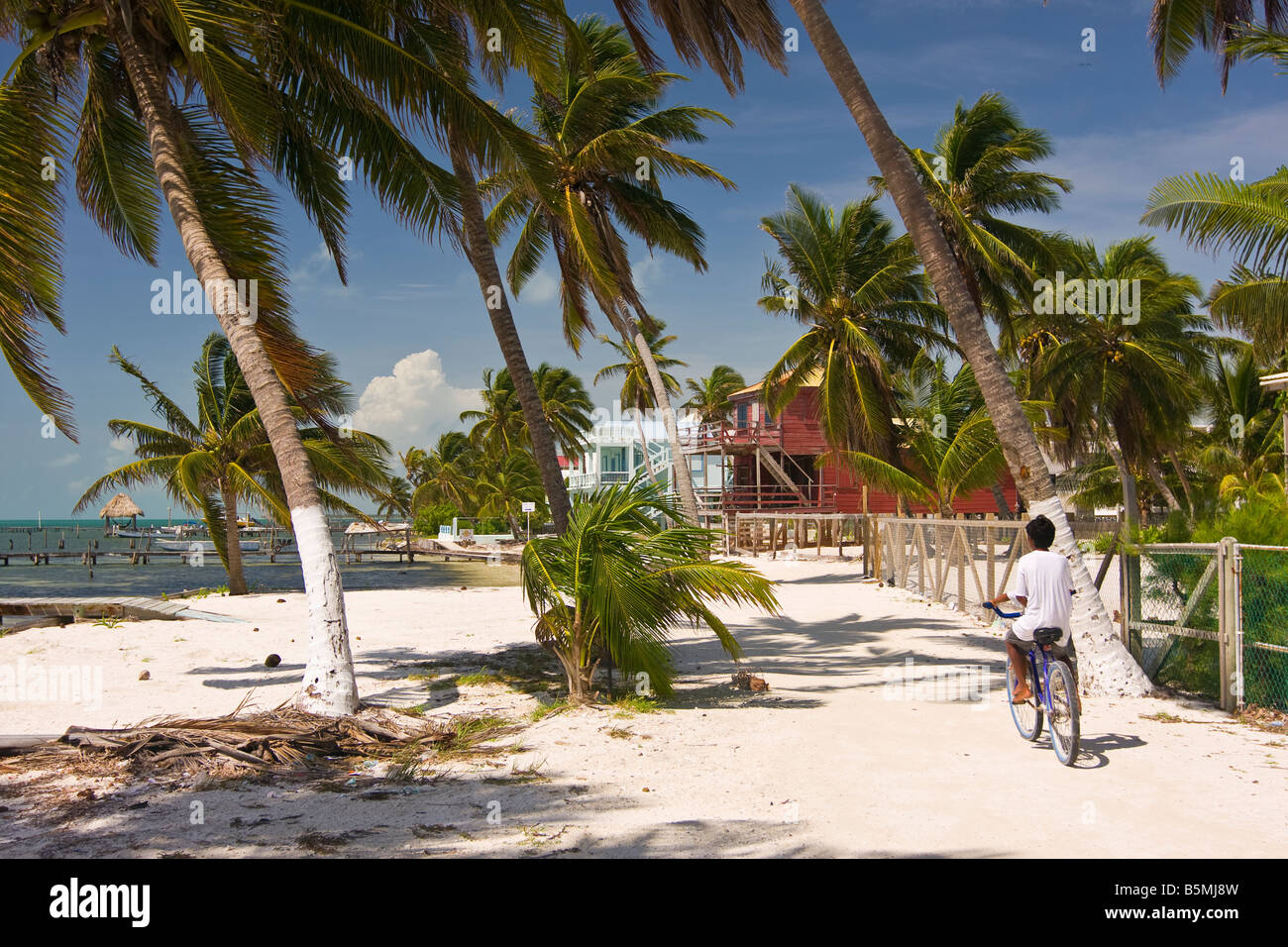 CAYE CAULKER BELIZE Palmen auf Sandstrand und Person mit Fahrrad Stockfoto