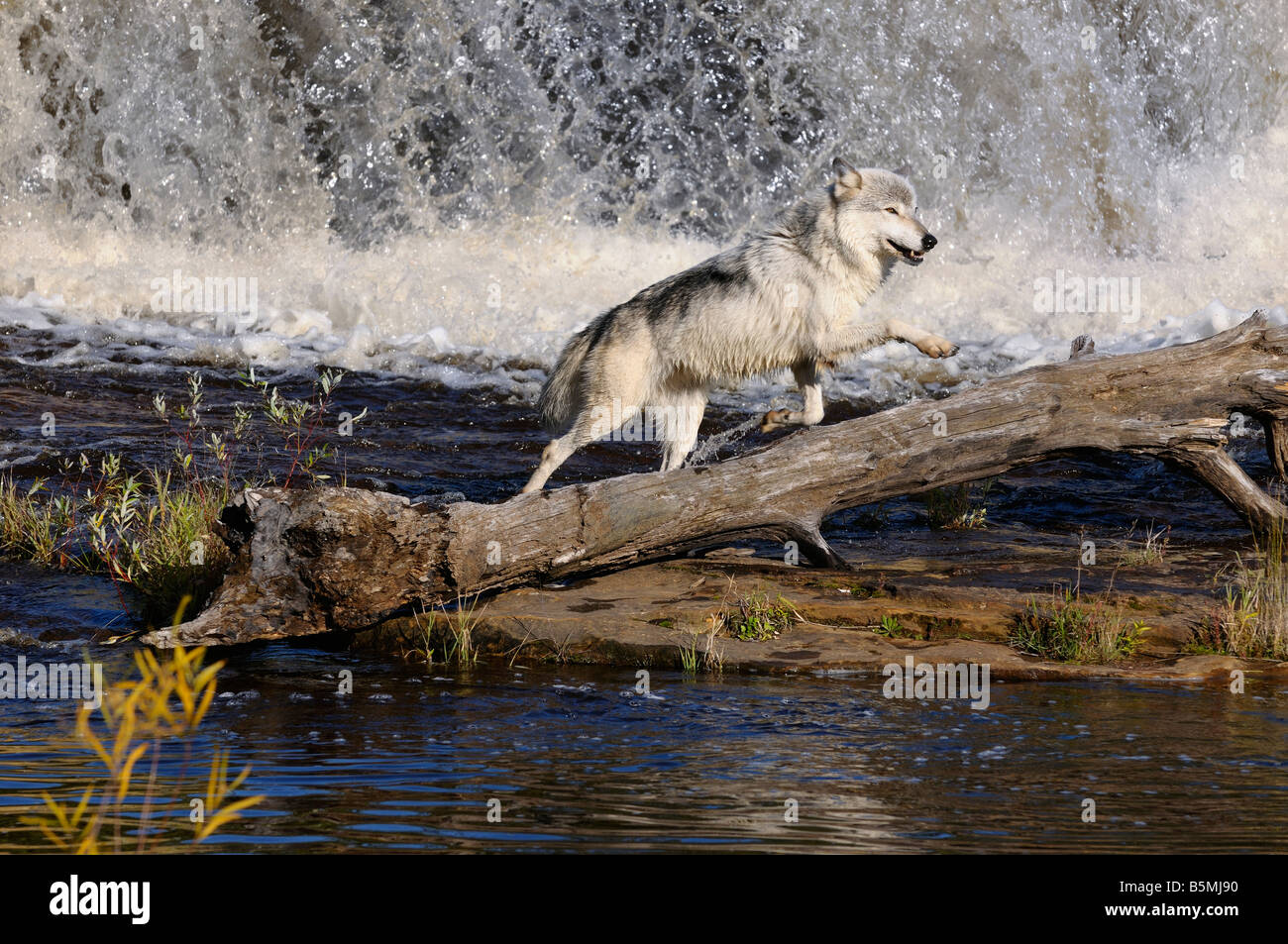Grauer Wolf springen unter einem Wasserfall auf der Kettle River Banning State Park-Minnesota Stockfoto