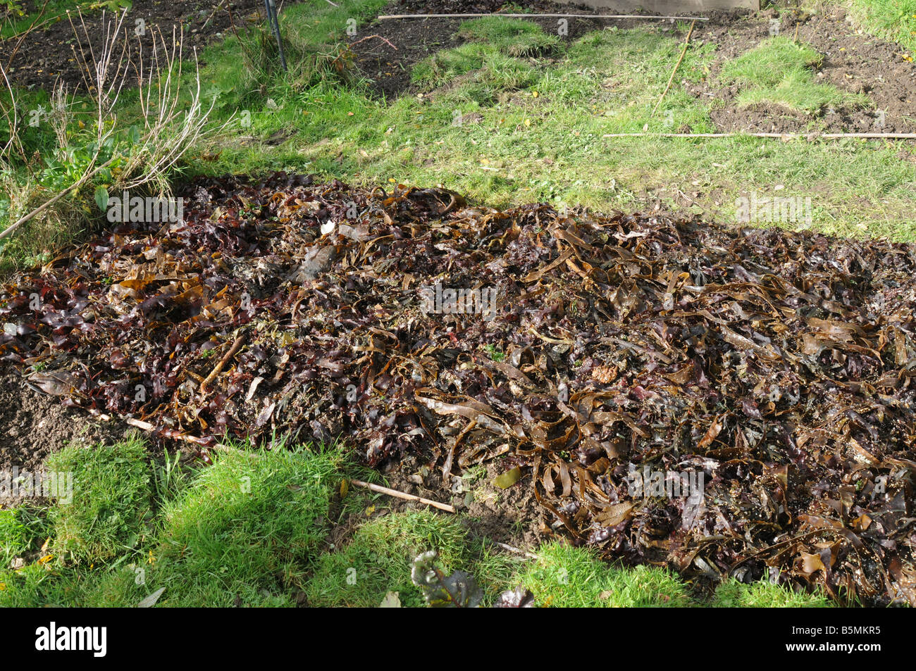 Algen als ein Gülle und Boden Verbesserer in einem Cornish Garten Stockfoto