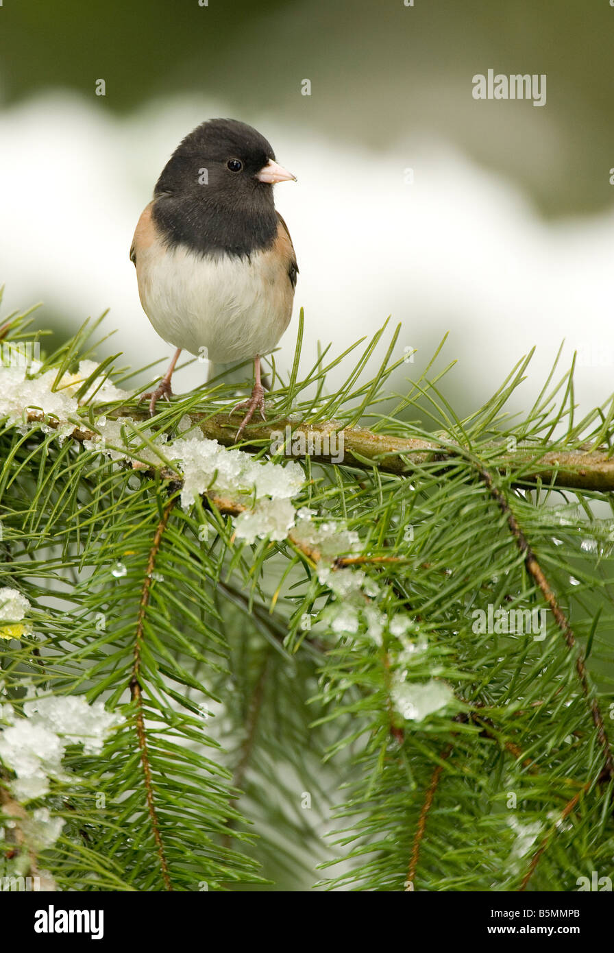 Oregon Black-Eyed Junco, Junco Hyemalis, Winter oder Oregon, Douglas-Tanne Stockfoto