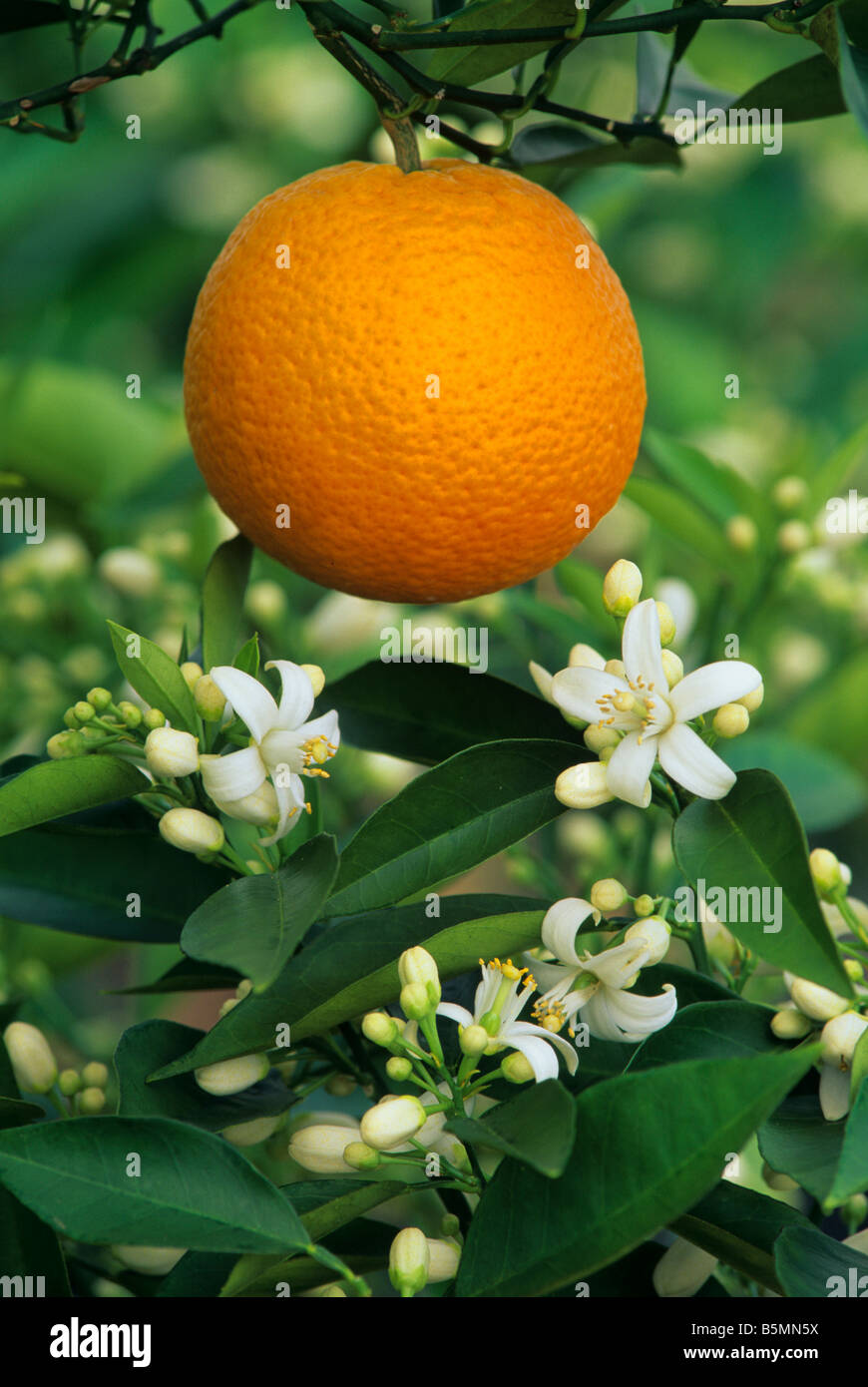 Valencia Orange und Blumen (Citrus sinensis) USA, von Richard Shiell / Dembinsky Foto Assoc Stockfoto