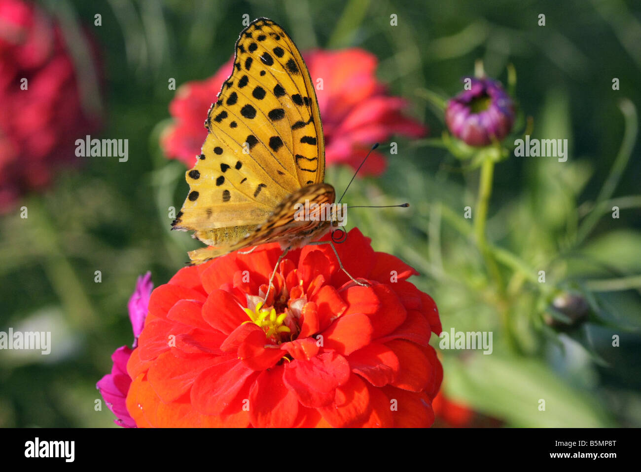 Ein Schmetterling und Blume Tokio Japan Stockfoto