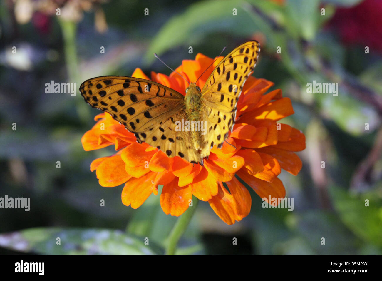 Ein Schmetterling und Blume Tokio Japan Stockfoto