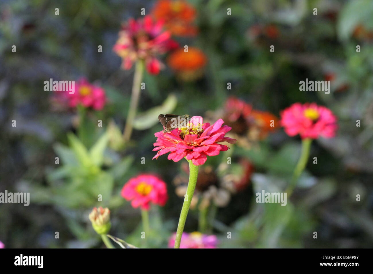 Ein Schmetterling und Blume Tokio Japan Stockfoto