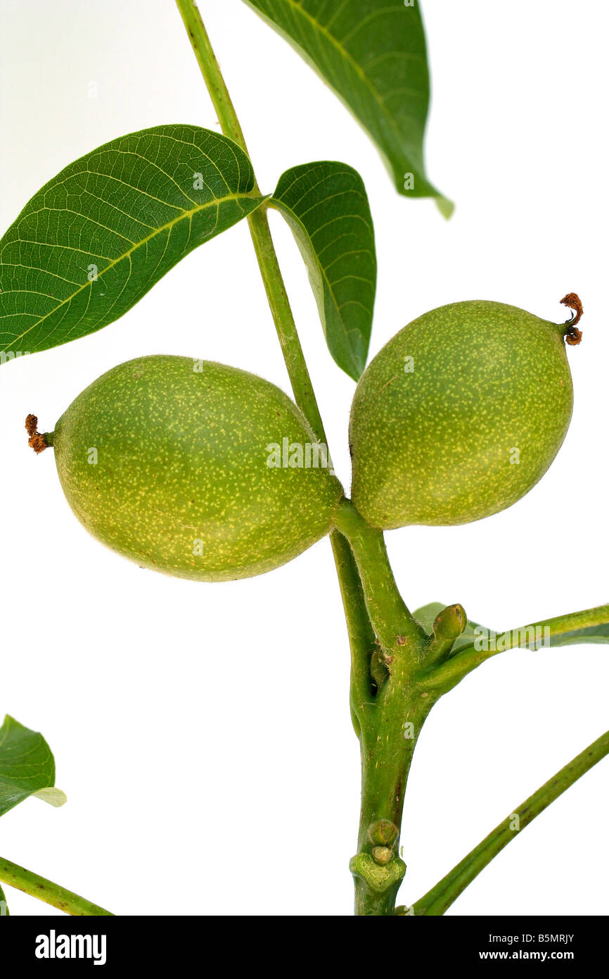 Walnuss Baum Juglans regia Stockfoto