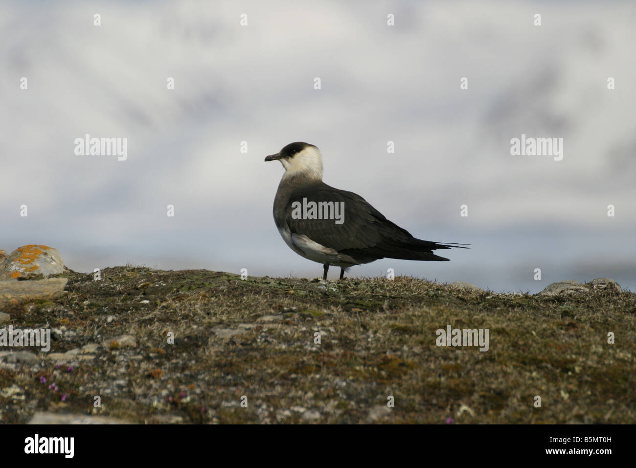 Arctic Skua, Stercorarius Parasiticus, blasse phase Stockfoto