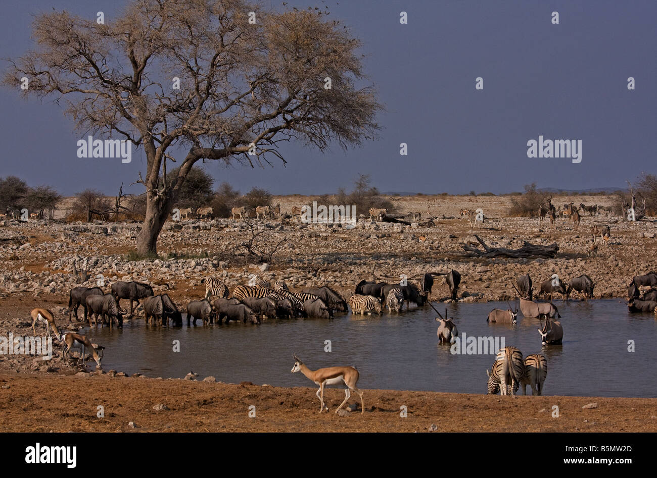 Wasserloch Etosha Nationalpark, Namibia, Afrika Stockfoto