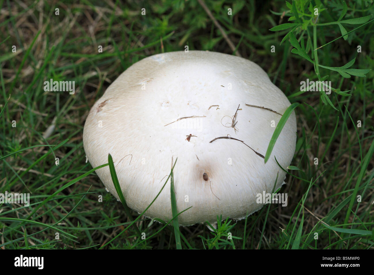 Feld-Pilz Psalliota Campestris wächst unter GRASS Stockfoto