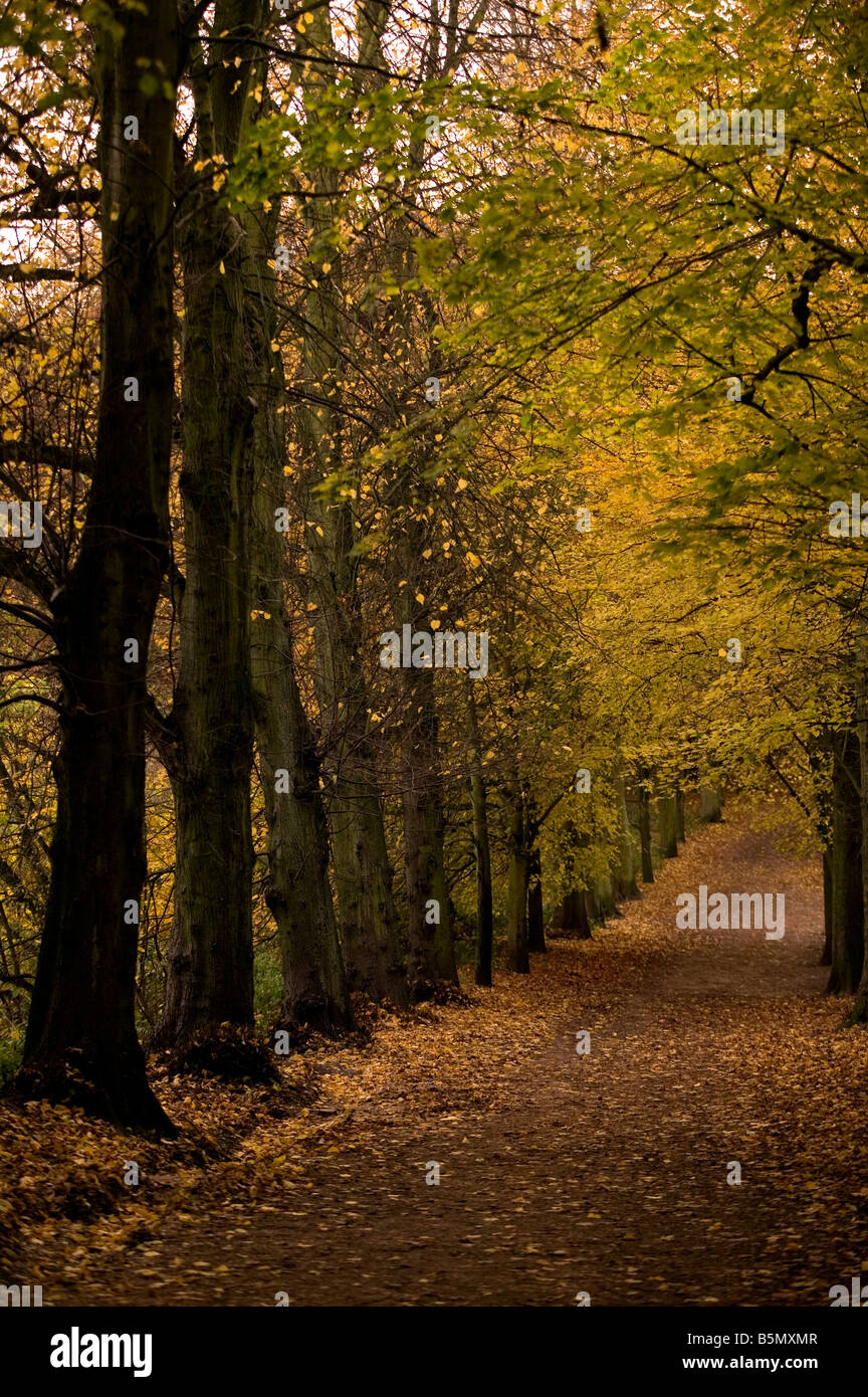 Allee der schulterlanges lassen Bäume im Herbst Hamstead Heath London Stockfoto