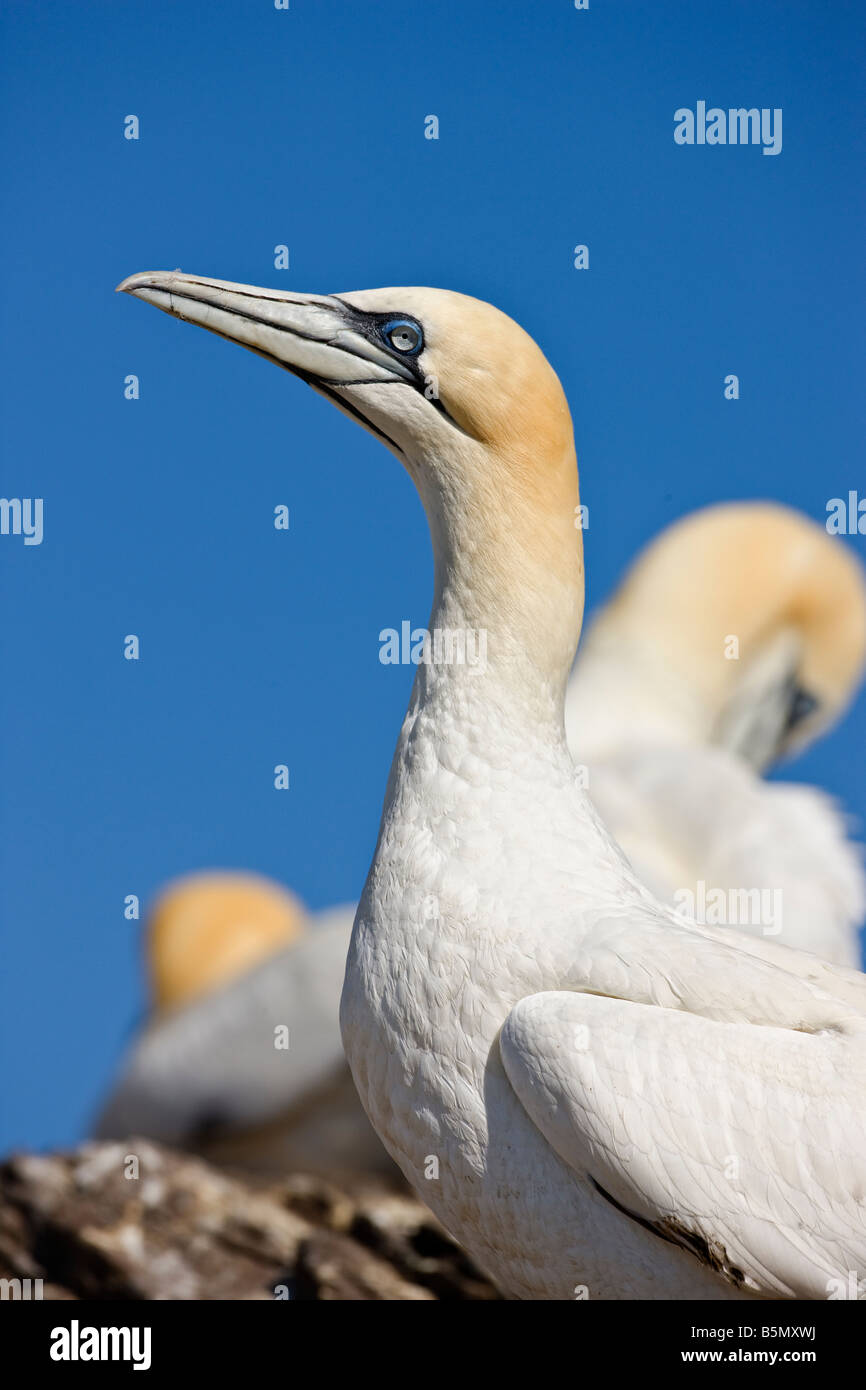 Morus Bassanus, Tölpel. Bass Rock, Schottland Stockfoto