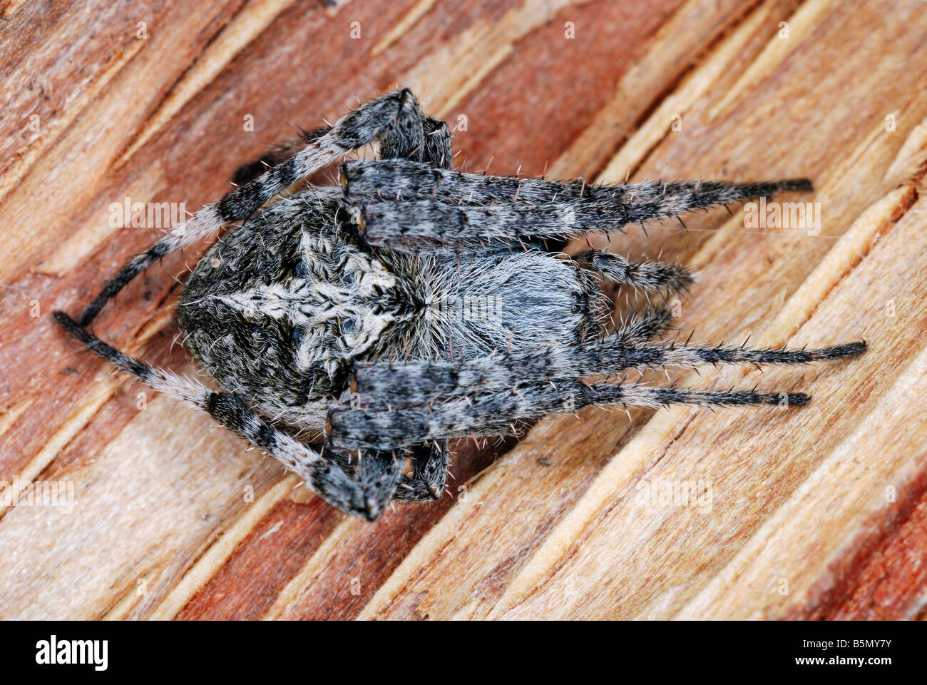 Neoscona Arten. eine Spinne auf ihr Netz in einem Felsen Riss gefunden. Arunachal Pradesh. Indien Stockfoto