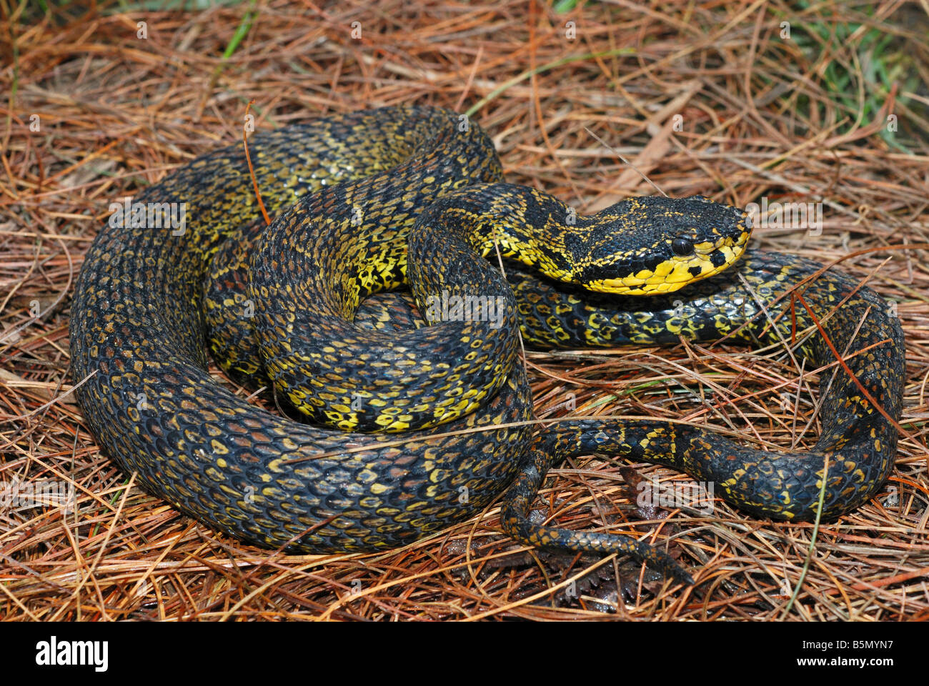 Jerdonii Pit Viper, Protobothrops Jerdonii. eine seltene mittelgroße Grubenotter Arten. Arunachal Pradesh. Indien Stockfoto