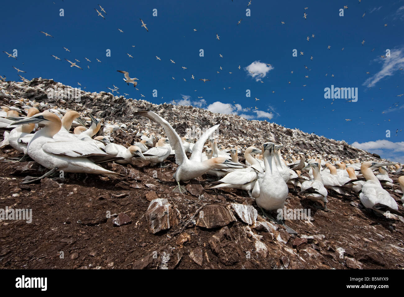 Morus Bassanus, Tölpel. Nicht brütende Vögel am Rand der Kolonie am Bass Rock, Schottland Stockfoto