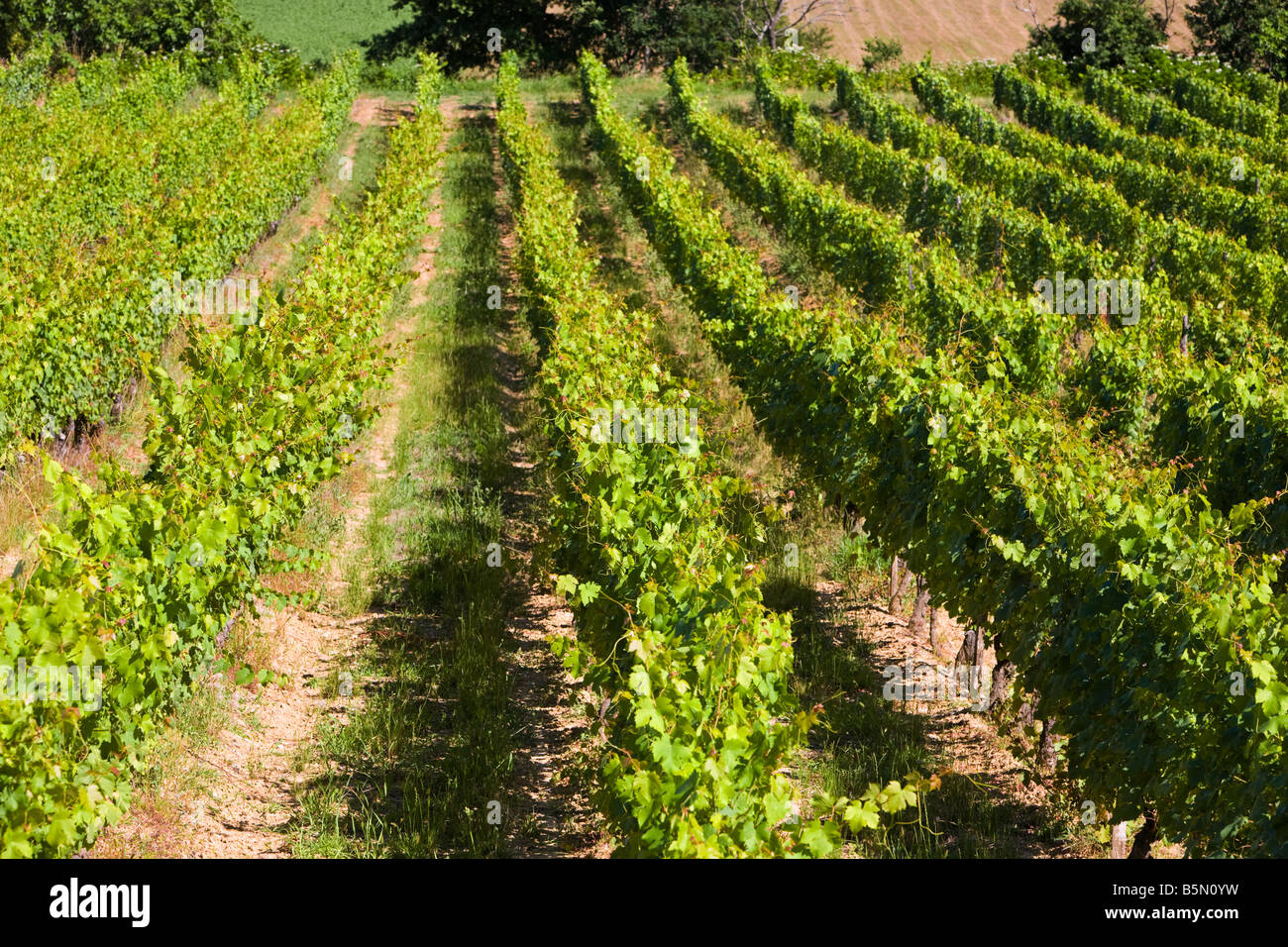Weinberg, reifende Rebreihen in Südwestfrankreich, Europa Stockfoto