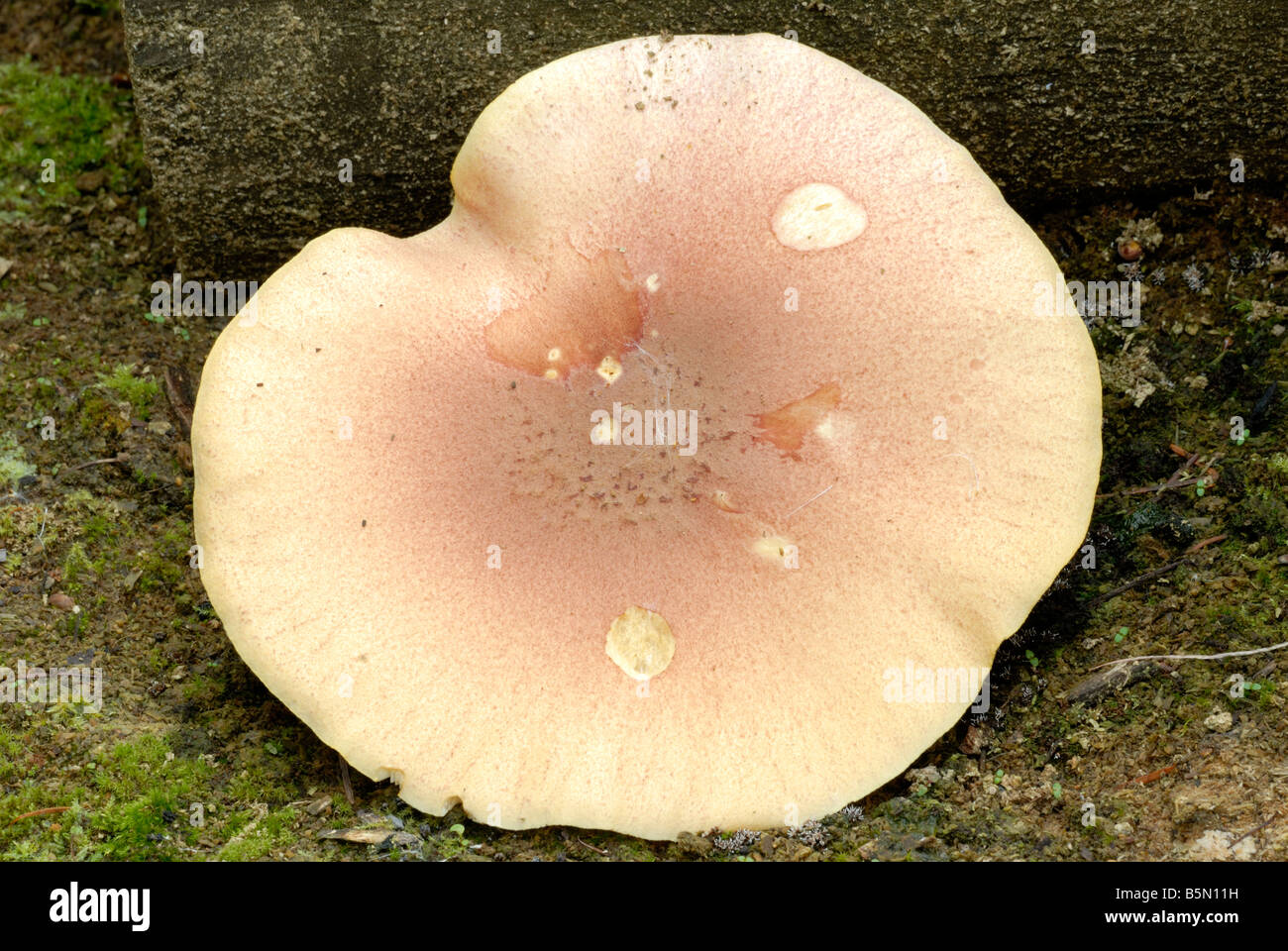 Pflaumen und Puddenpilze Tricholomopsis rutilans, Wales, Großbritannien. Stockfoto