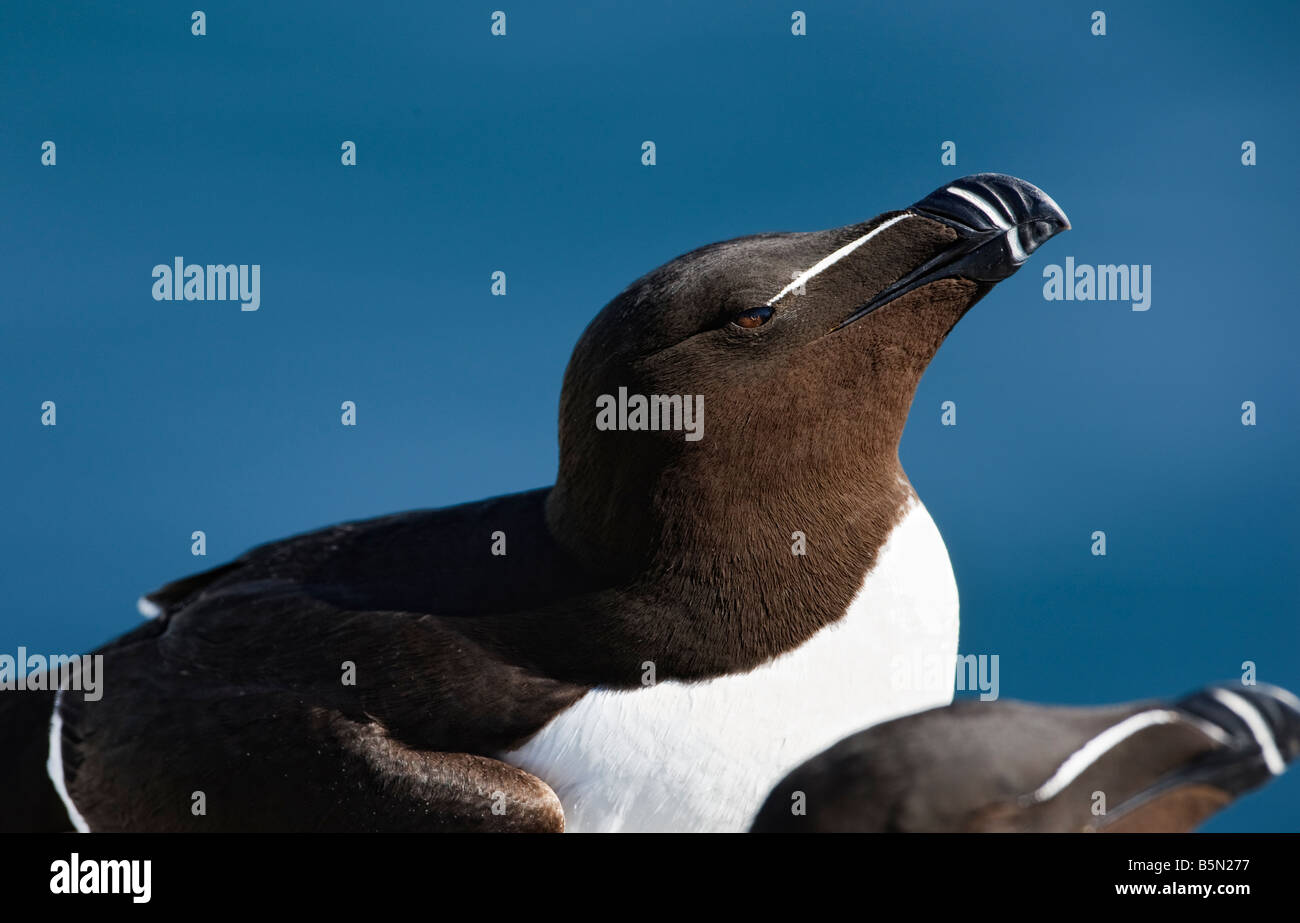 Alca Torda, Tordalk, Farne Islands Northumbria Stockfoto