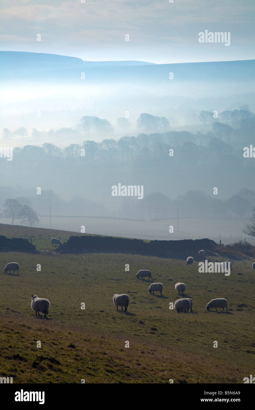 Schöne Landschaft Szene des Peak District Schafe in tief liegend am frühen Morgen Nebel Stockfoto