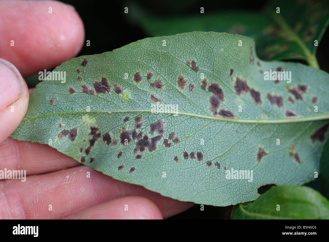 PEAR LEAF BLISTER MITE Eriophytes Pyri BLÄSCHEN auf Unterseite der Birne Blatt Stockfoto