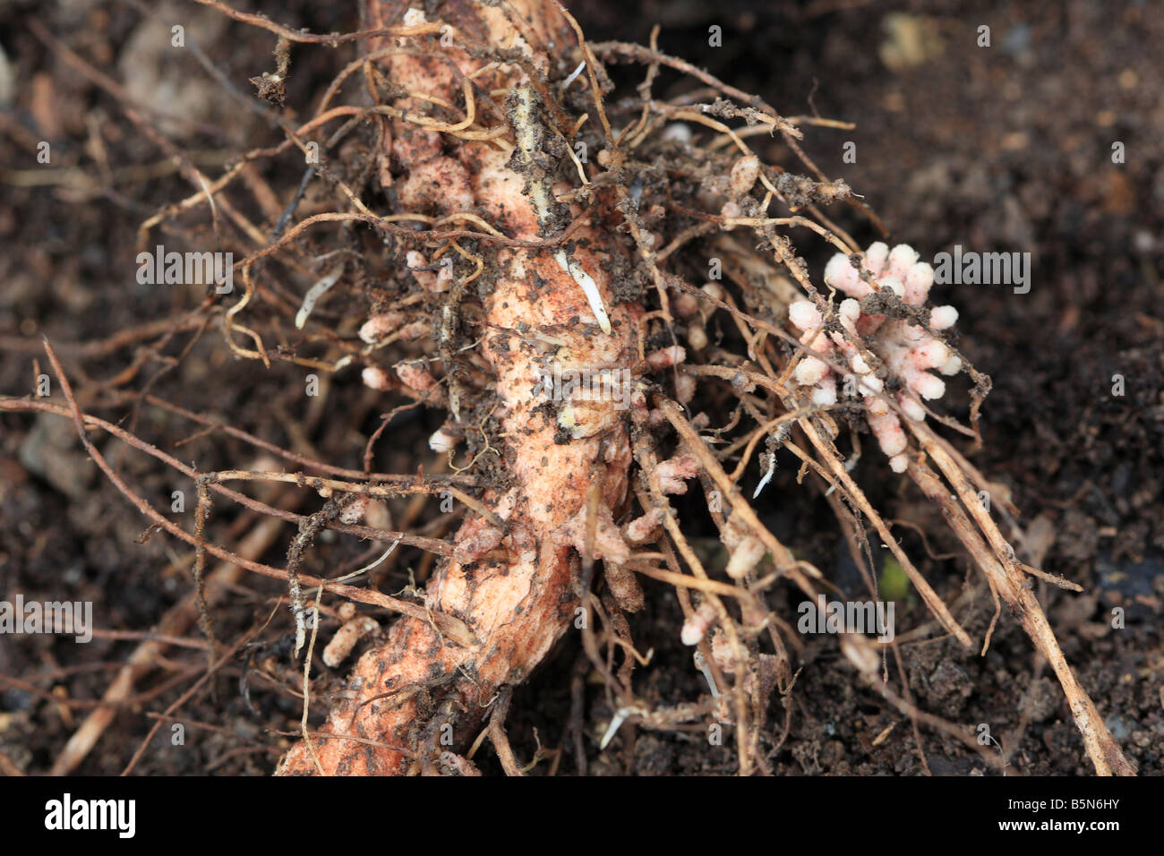 STICKSTOFF-FIXIERUNG KNÖTCHEN AUF SAUBOHNE ROOT Stockfoto