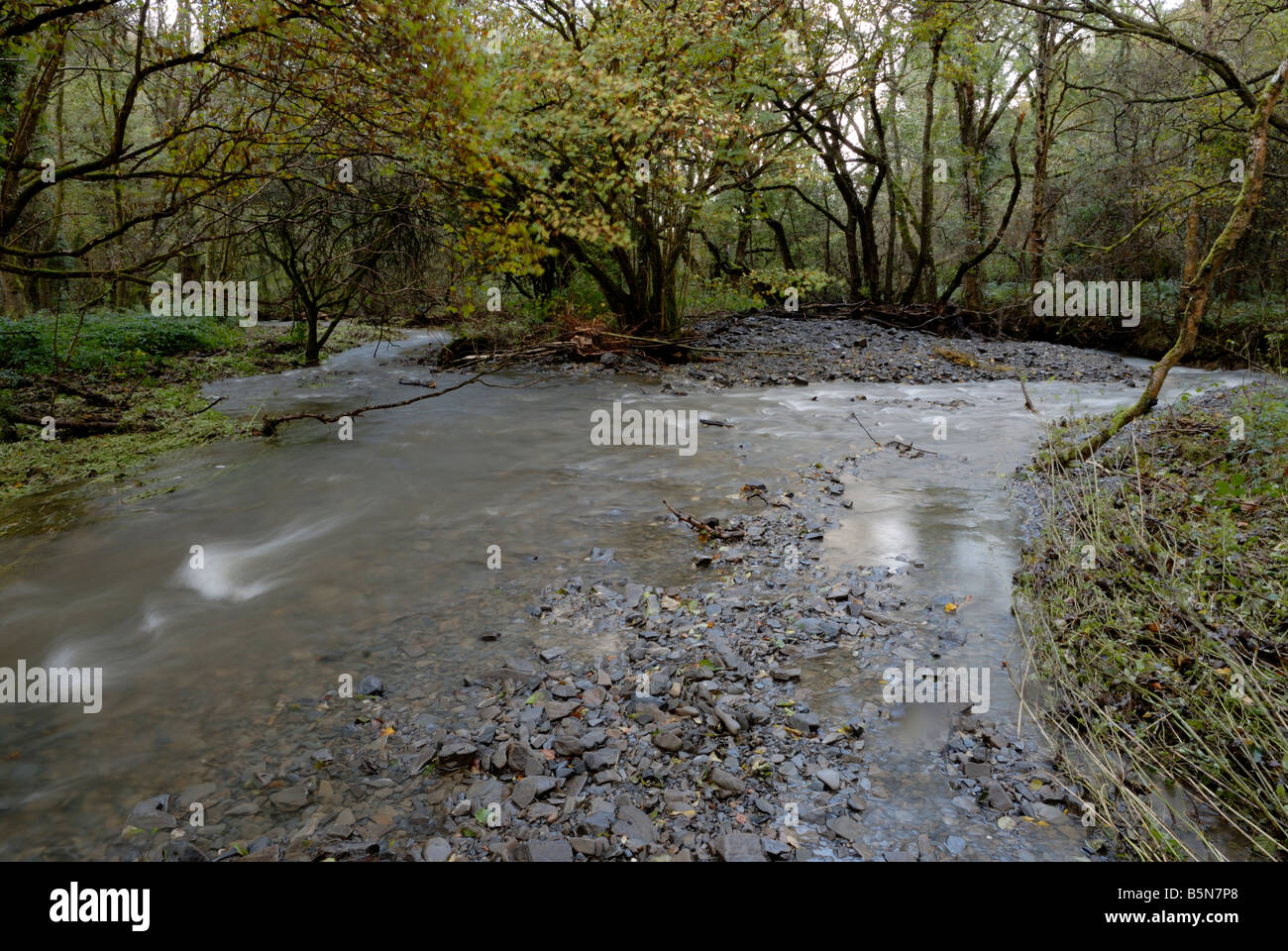 River System innerhalb von Woodland Pufferzone Verringerung des Durchflusses und nachgeschalteten Hochwasserrisiko, Fluss Wyre, Wales, UK. Stockfoto