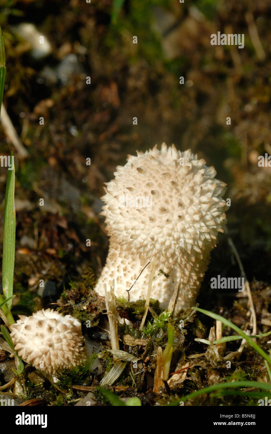 Lycoperdon Perlatum Pilze, Wales, Großbritannien. Stockfoto