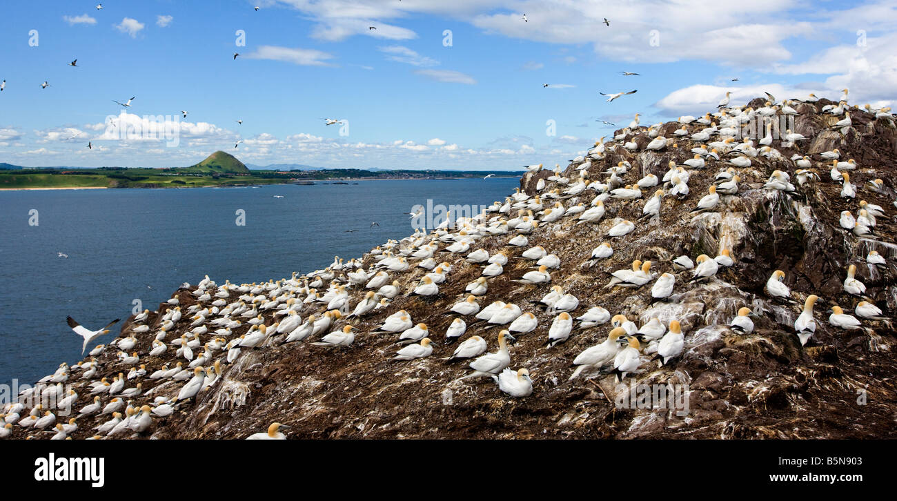 Morus Bassanus, Tölpel. Teil der Kolonie am Bass Rock, Schottland Stockfoto