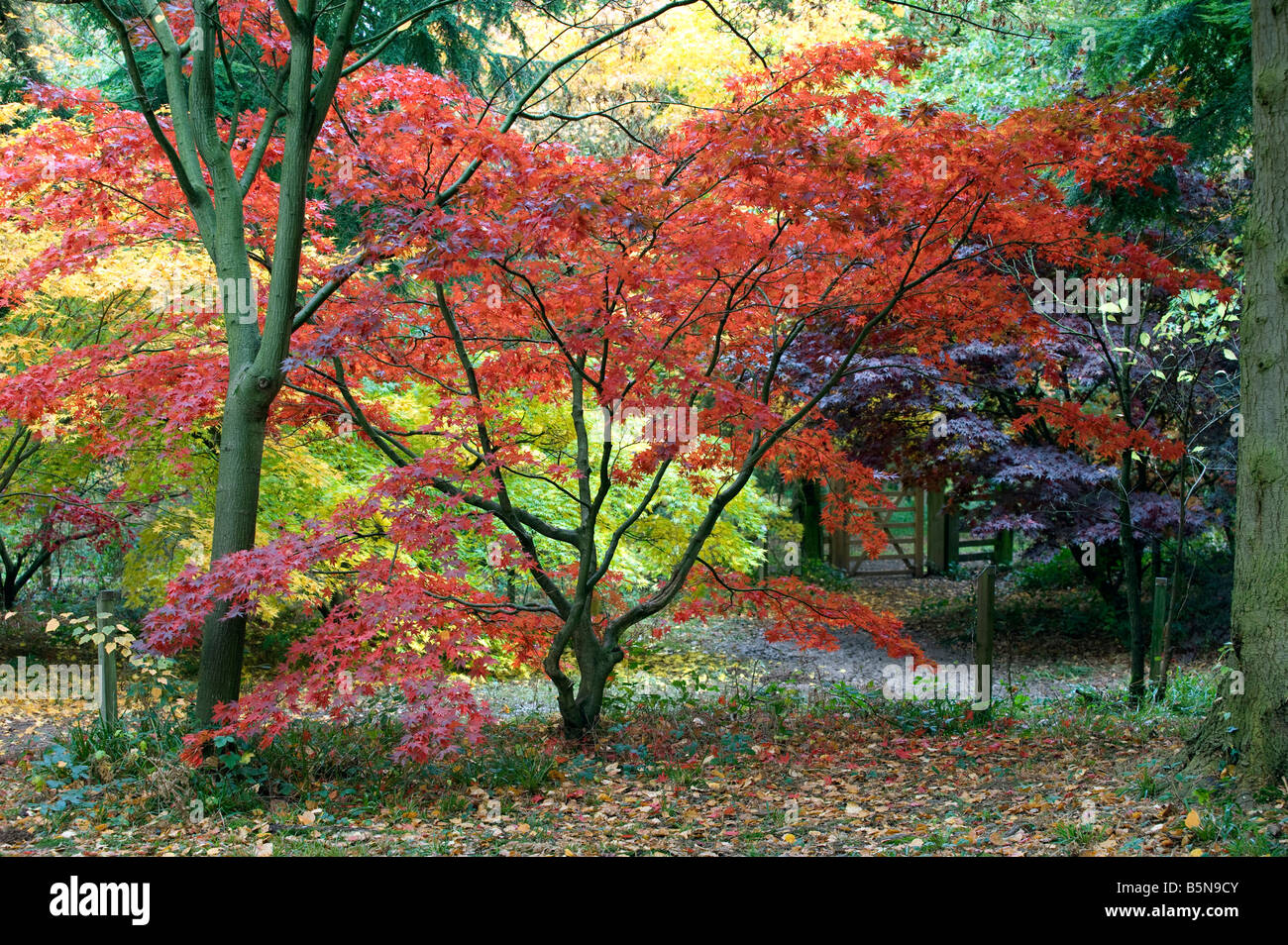 Acer Palmatum im Herbst Farbe Stockfoto