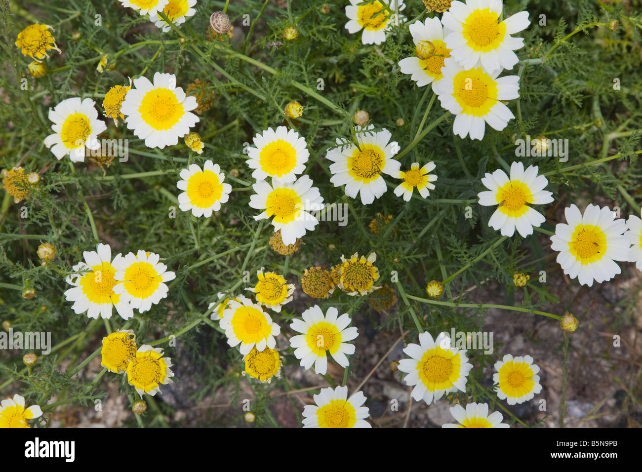 Blumen auf Santorini Stockfoto