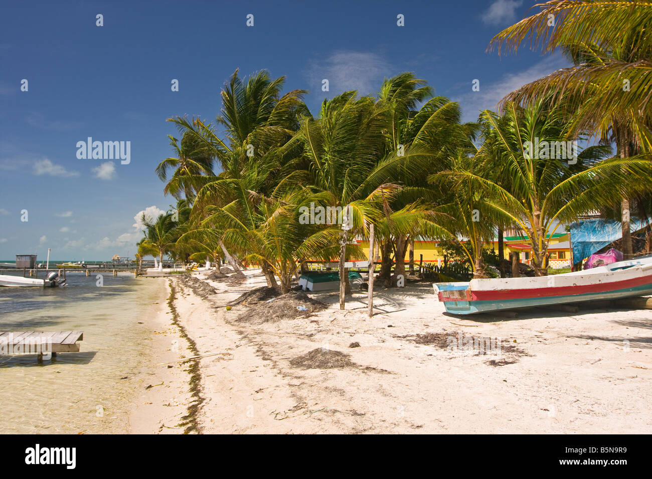 CAYE CAULKER, BELIZE - Palmen, Strand, Boote am Ufer. Stockfoto