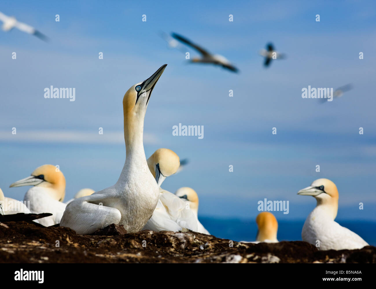 Morus Bassanus, Tölpel. Himmel blicken Verhalten. Bass Rock, Schottland Stockfoto