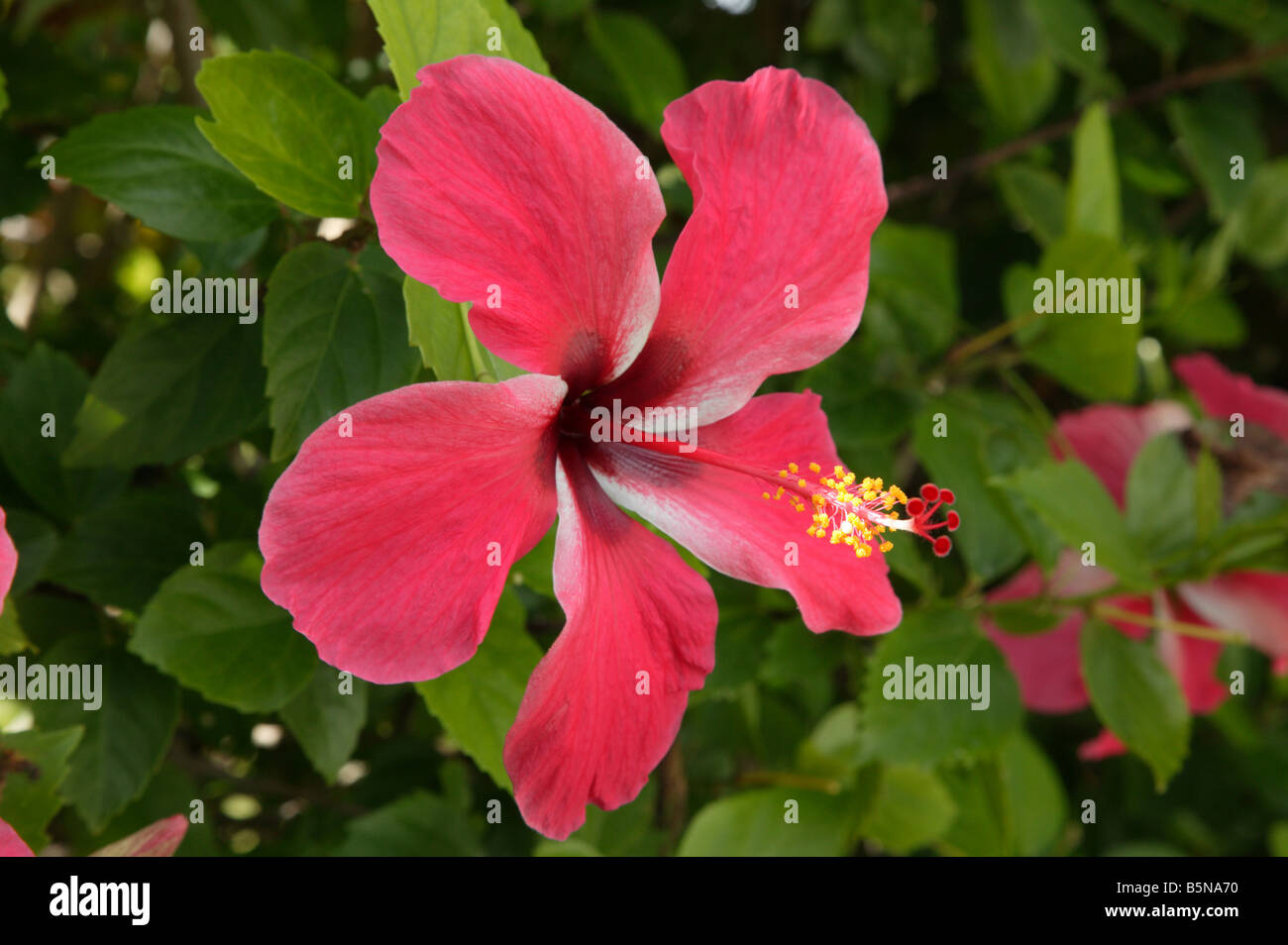 Nahaufnahme einer Hibiscus Rosa-Sinensis Blume, Hibiskus, China rose, Schuh Blume [chinesische Hibiskus] Stockfoto