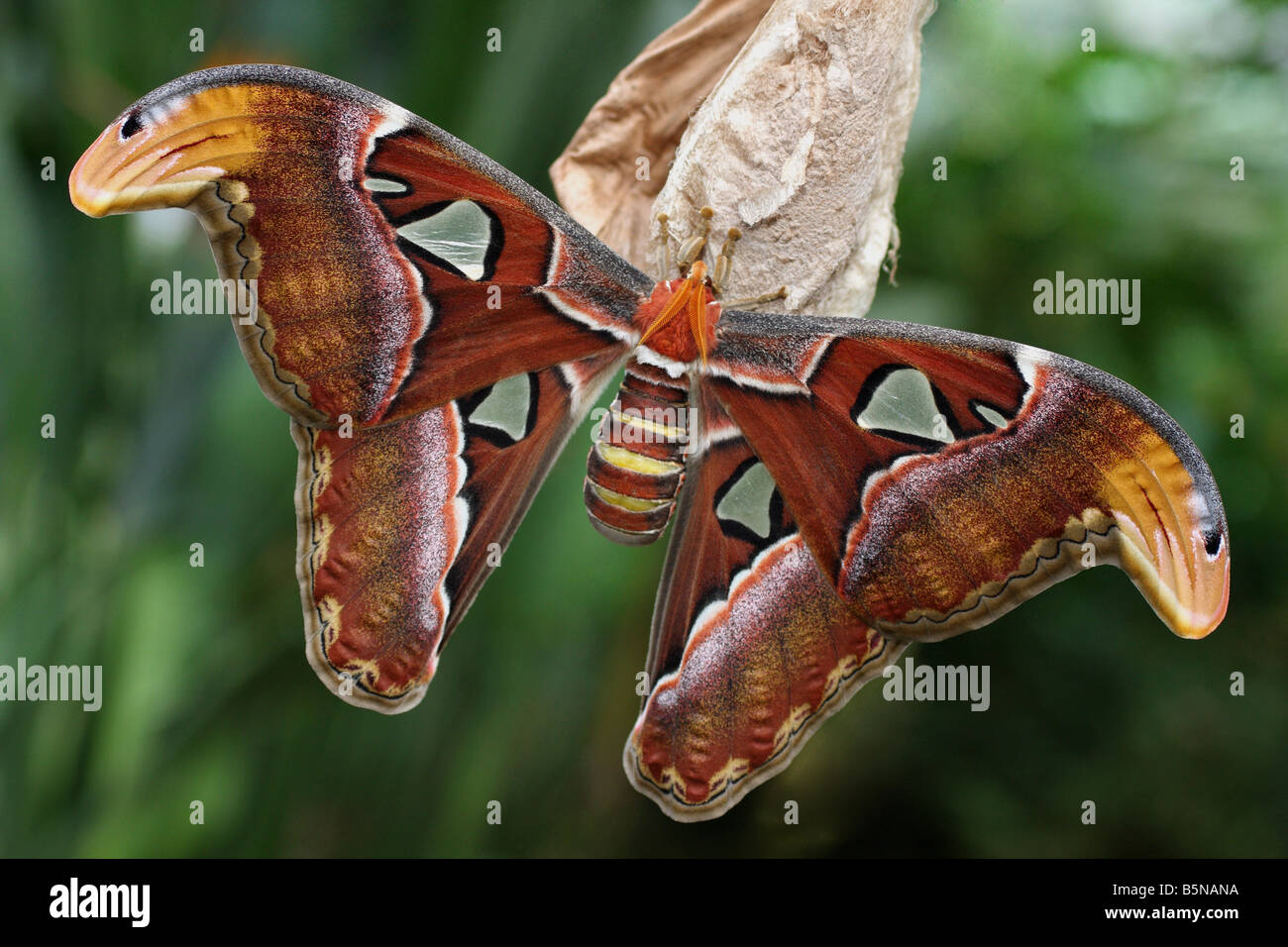 Ein Atlas Moth, die größten bekannten Schmetterlingsarten in der Welt. Stockfoto