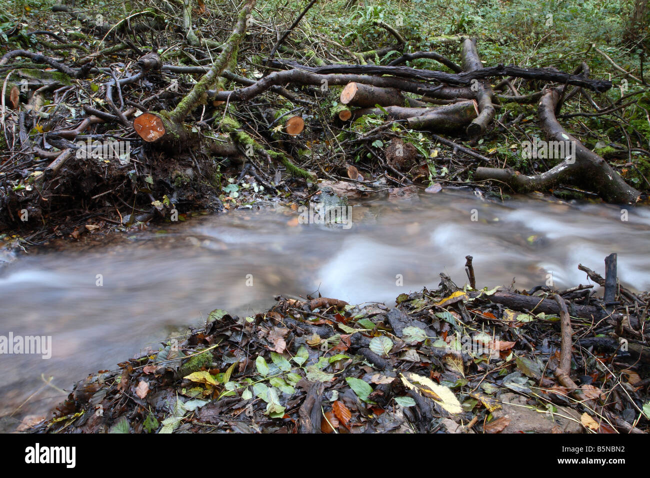 Verwalteten Wald umgestürzte Bäume haben zerschnitten worden um zu verhindern, dass der Stream wird blockiert Mendip Hills Somerset UK Stockfoto