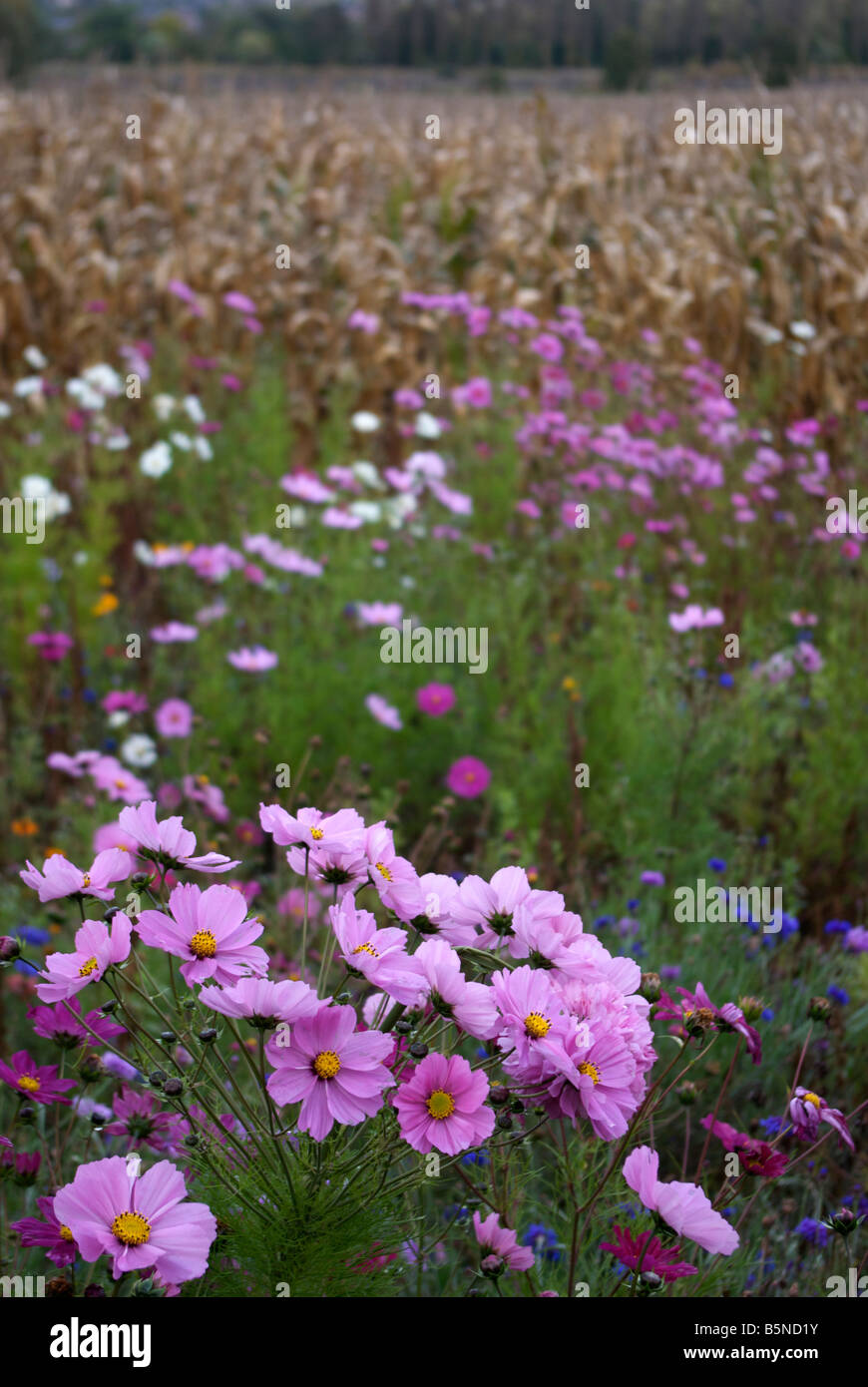 Cosmos Bipinnatus durch ein Weizenfeld Stockfoto