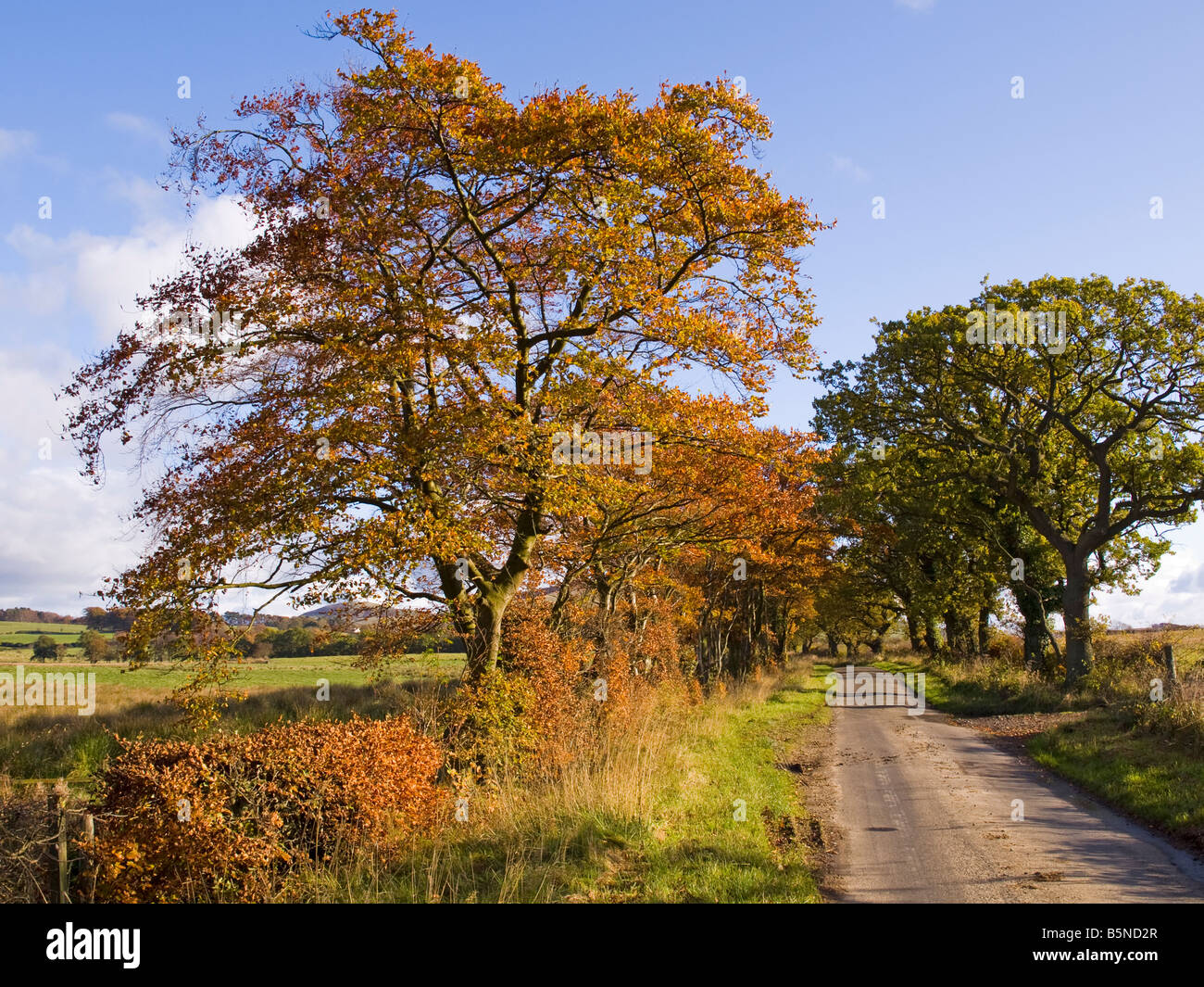 Herbstliche Bäume und Landstraße in Fife Schottland Stockfoto