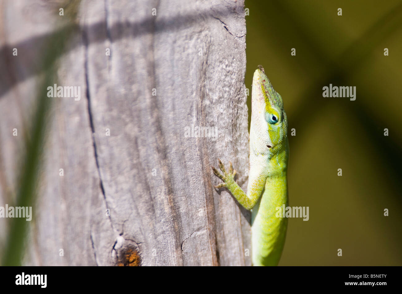 Anolis Carolinensis, Carolina Anole Echse. Stockfoto
