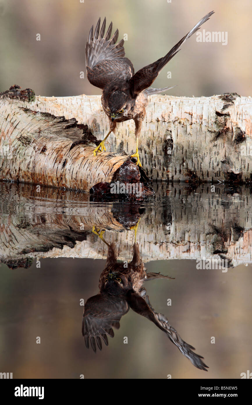 Sparrowhawk Accipiter Nisus auf Log Teich mit Spiegelung im Wasser Potton Bedfordshire Stockfoto