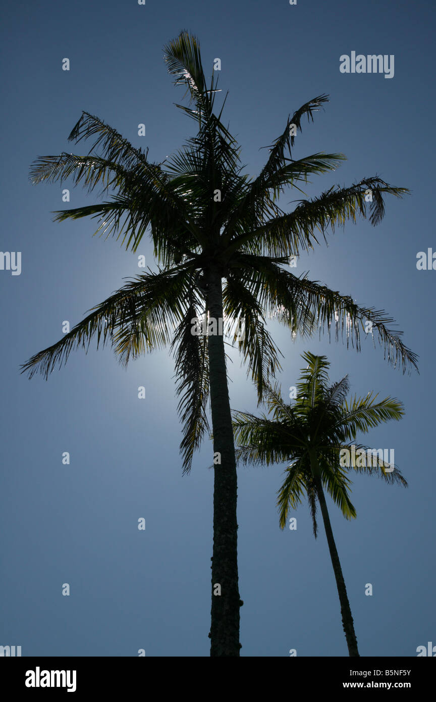 Backlit Palme, Pitts Bay Road, Pembroke Parish, Bermuda Stockfoto