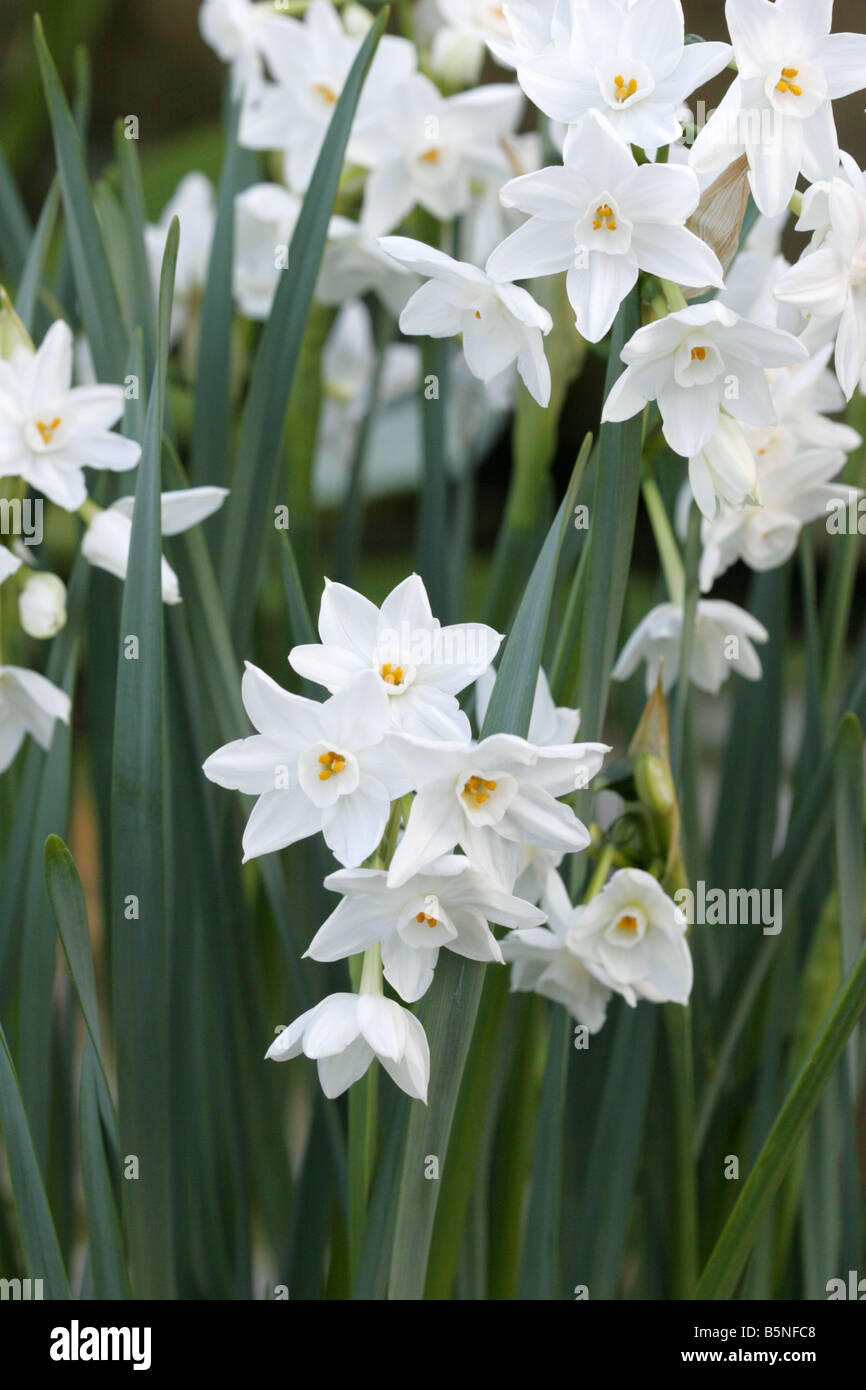 Narcissus Papyraceus von S W Europe Stockfoto