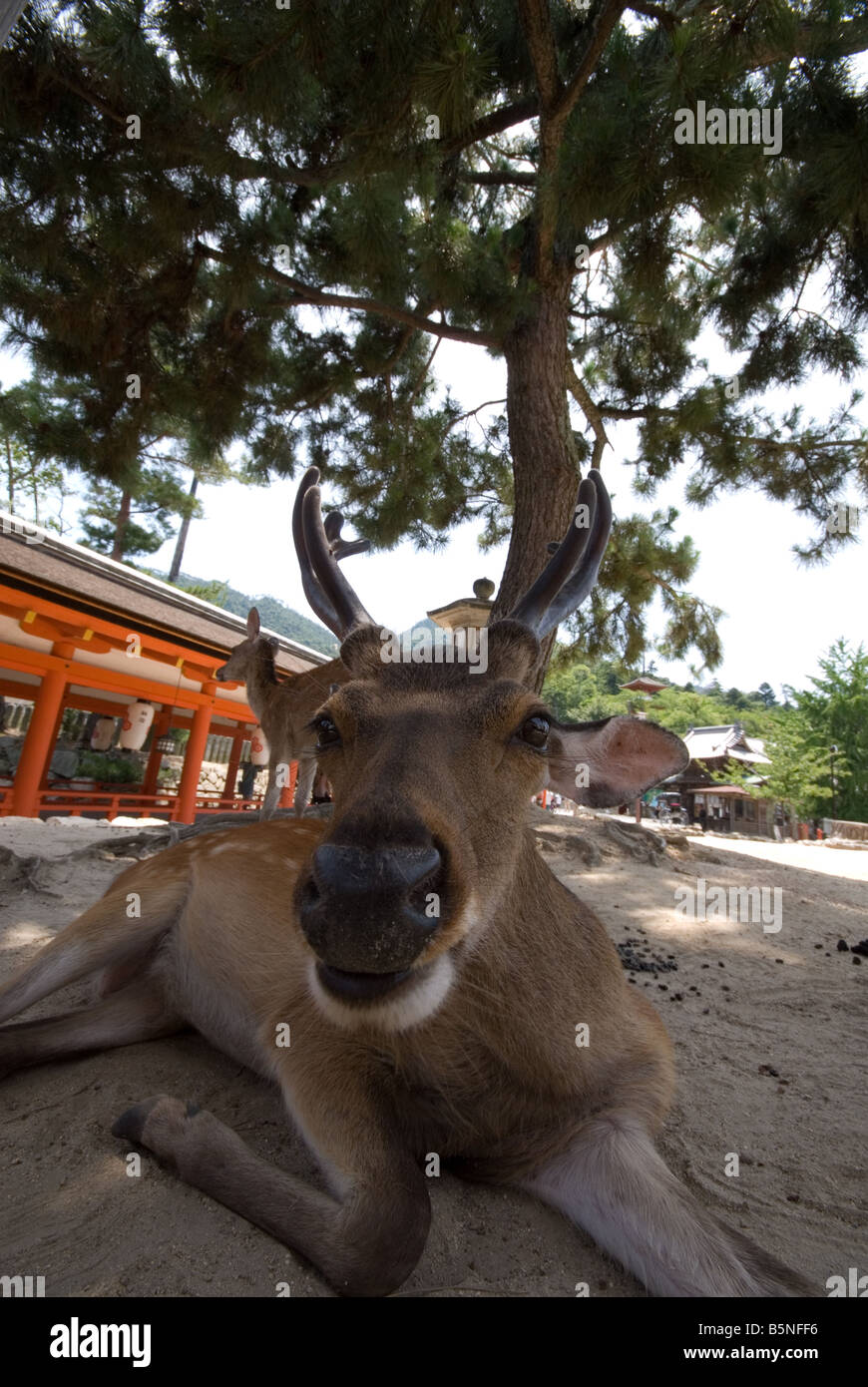 Rehe auf Insel Miyajima Japan Stockfoto