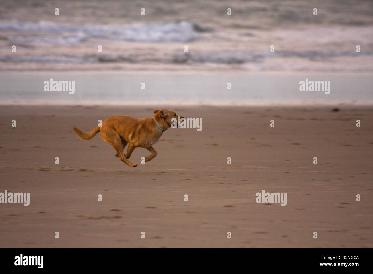 Hund am Strand in Oregon Stockfoto