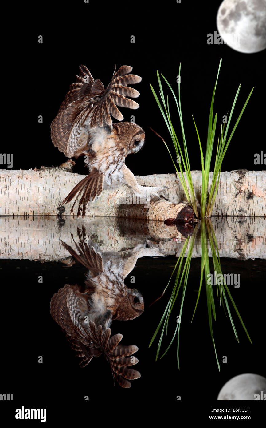 Tawney Eule Strix Aluco Landung auf Log Teich mit Reflexion Potton Bedfordshire Stockfoto