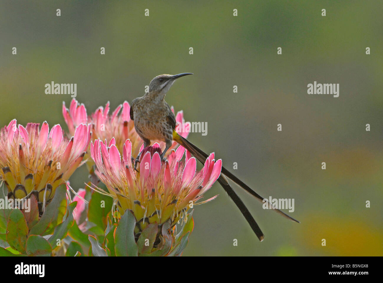 Männlichen Kap Sugarbird sitzen auf rosa protea Blume im Helderberg Nature Reserve, Western Cape, Südafrika Stockfoto