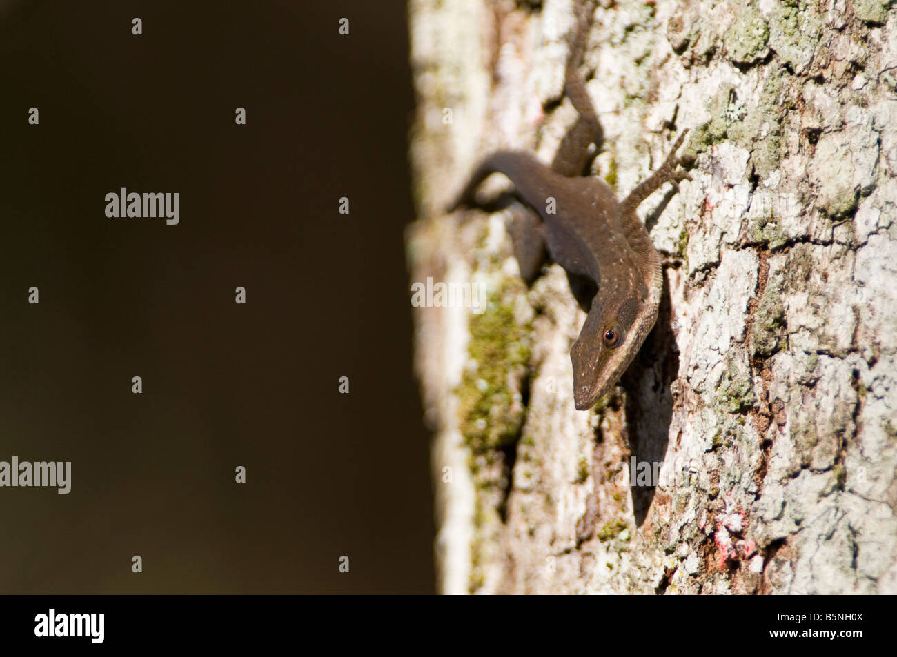 Anolis Carolinensis, Carolina Anole Echse. Stockfoto