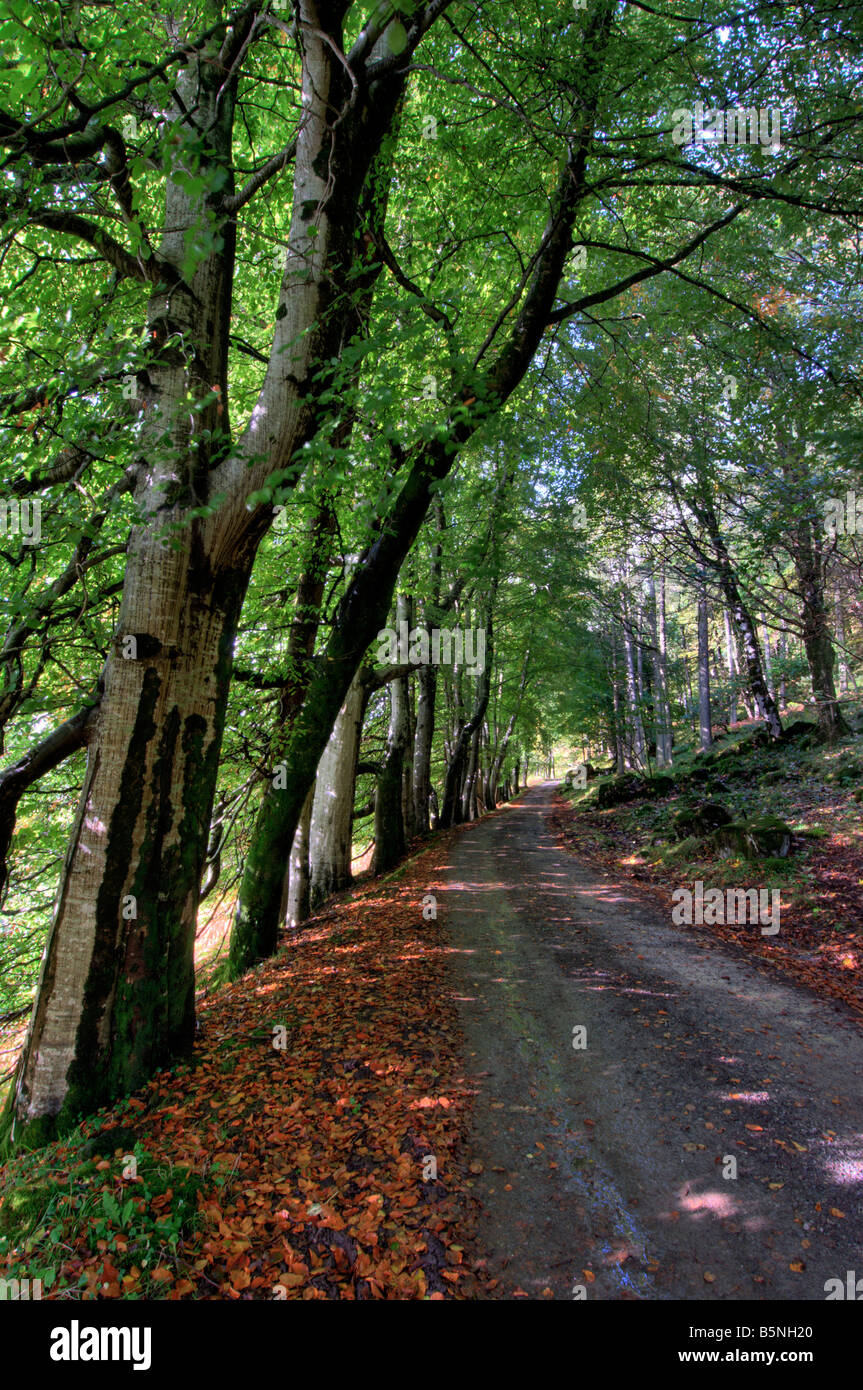 Von Bäumen gesäumten Weg entlang der Weg zur Burg und fossiler Baum, Isle of Mull, Schottland zu Beginn des Herbstes genommen Stockfoto