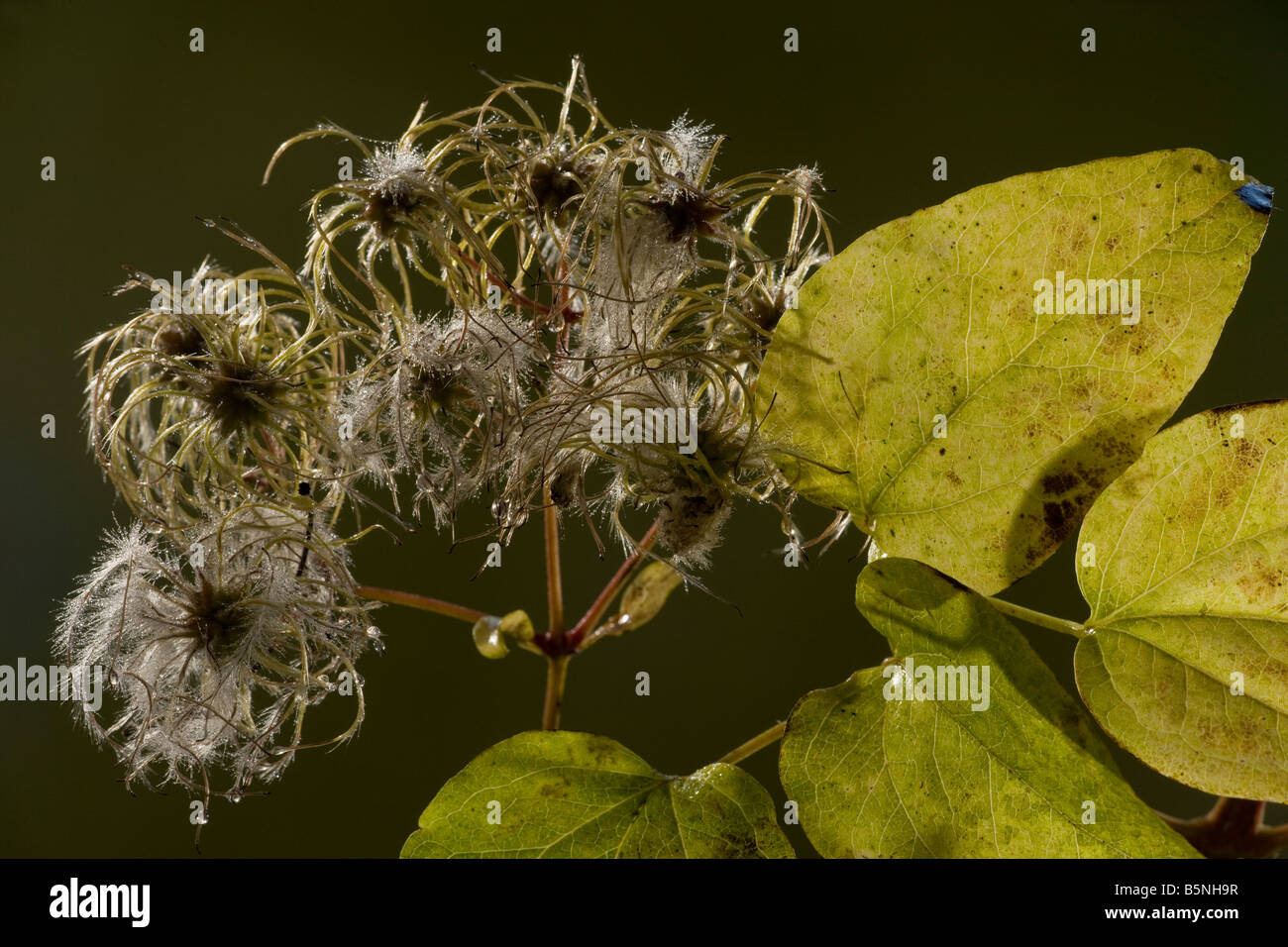 Wilde Clematis oder alten Mannes Bart Clematis Vitalba im Herbst zeigt Früchte und Blätter Dorset Stockfoto