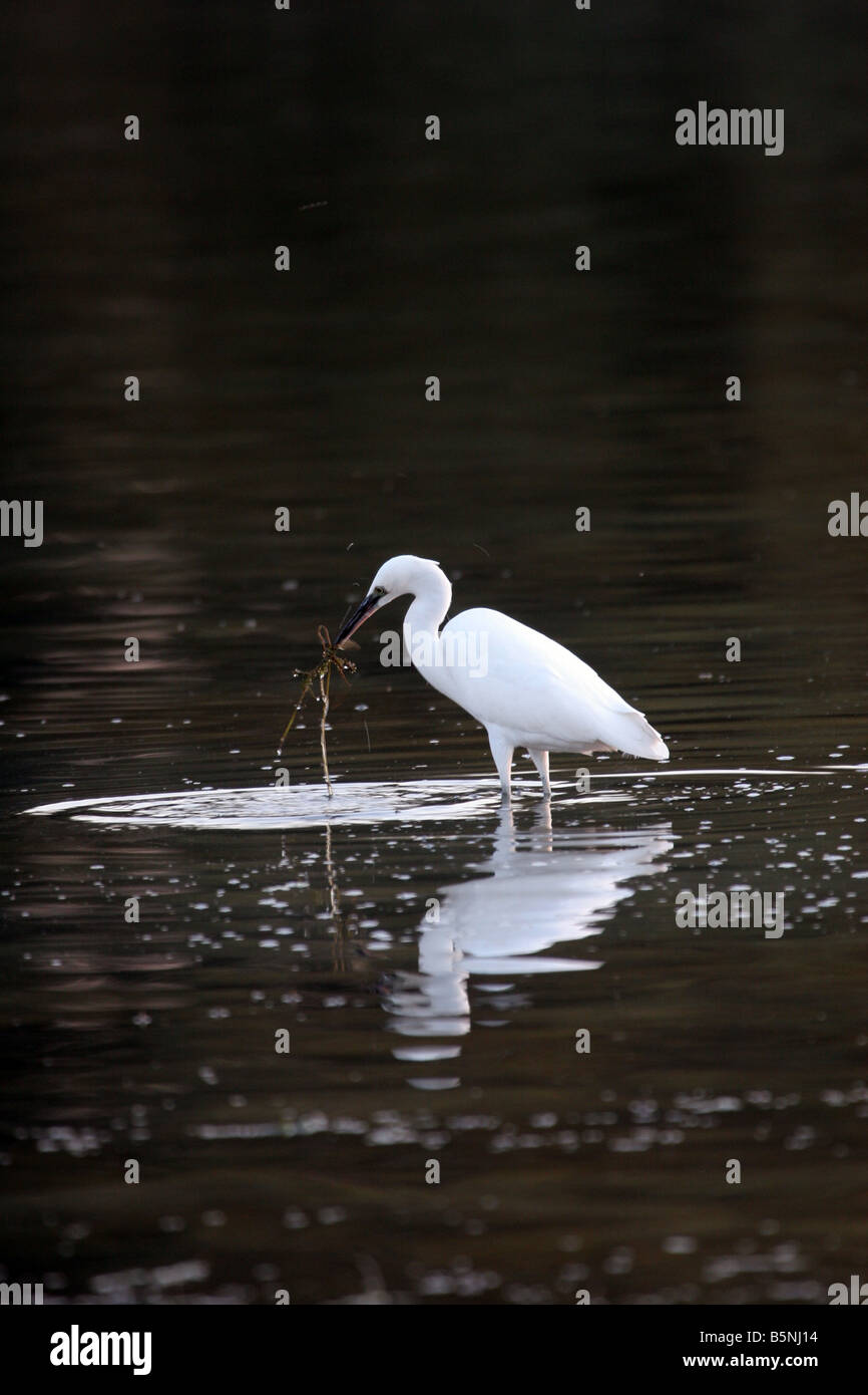 Silberreiher Fischerei nur im flachen Wasser Stockfoto