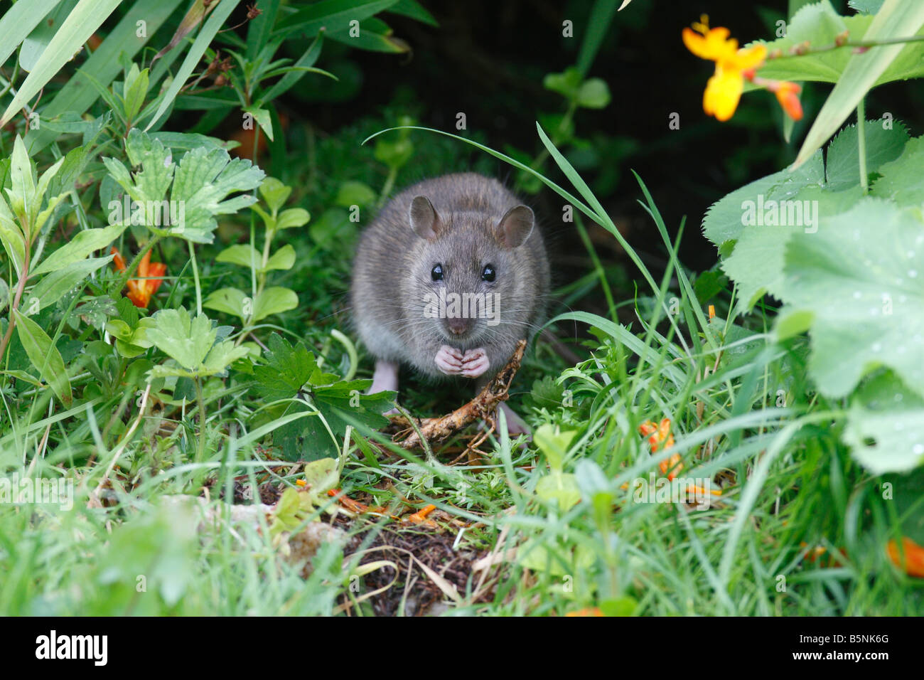 BRAUNE Ratte Rattus Norvegicus IN Blume Grenze Essen Vorderansicht Stockfoto